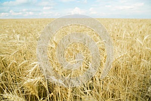 Endless wheat field. Beautiful landscape