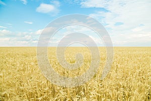 Endless wheat field. Beautiful landscape