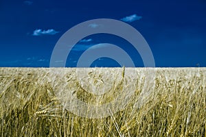 The endless wheat field