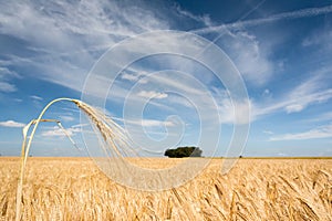 Endless wheat field