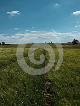 Endless wheat field