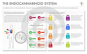 The Endocananbinoid System horizontal business infographic Complete