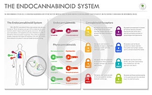 The Endocananbinoid System horizontal business infographic Complete photo