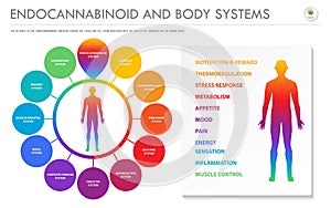 Endocannabinoid and Body Systems horizontal business infographic