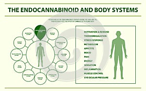 The endocannabinoid and body systems horizontal infographic Complete photo