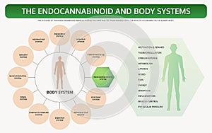 Endocannabinoid and Body Systems horizontal textbook infographic photo