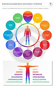 Endocannabinoid and Body Systems vertical business infographic