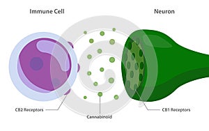 Endocannabinoid System between Immune Cell and Neuron Diagram photo