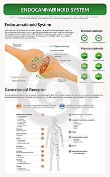 Endocannabinoid System Chart - Human CBD Receptor vertical textbook infographic