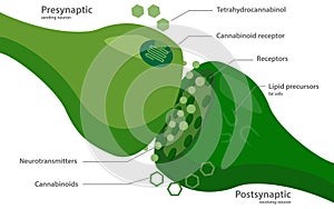 Endocannabinoid System Diagram