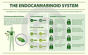 The Endocannabinoid System horizontal infographic