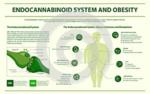 Endocannabinoid System and Obesity horizontal infographic