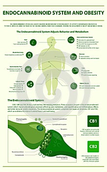 Endocannabinoid System and Obesity vertical infographic