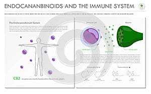 Endocannabinoids and the Immune System horizontal business infographic photo