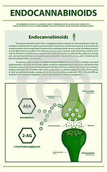 Endocannabinoids vertical infographic photo