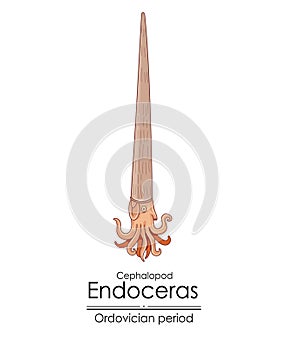 Endoceras photo