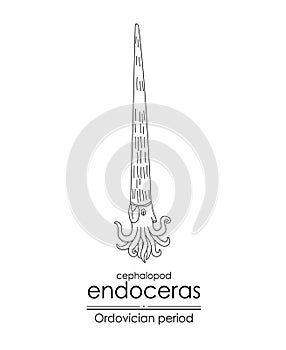 Endoceras photo