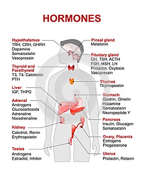 Endocrine gland and hormones