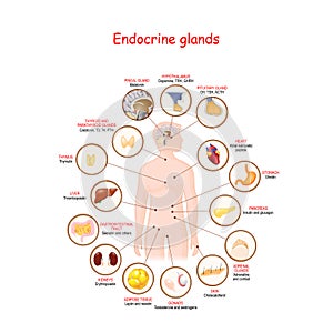 Endocrine glands and hormones photo