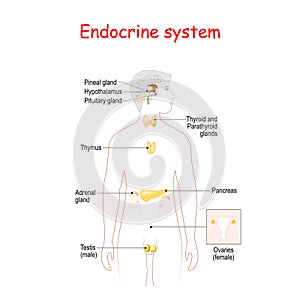 Endocrine glands. Human silhouette with highlighted internal organs