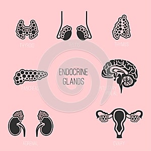 Endocrine Glands Image
