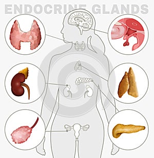 Endocrino glándulas imagen 