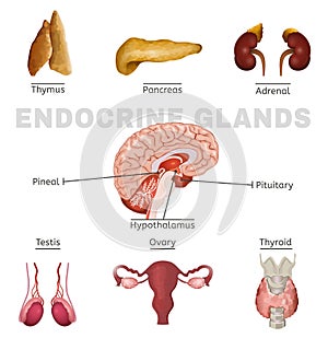 Endocrine Glands Image photo