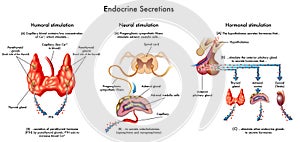 Endocrine secretions