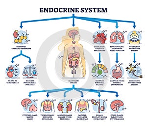 Endocrine system with body glands and organs functions outline diagram.