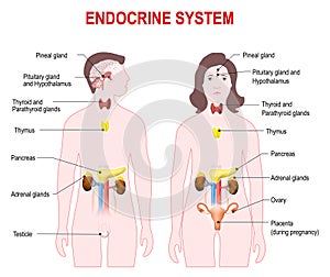 Endocrine system photo