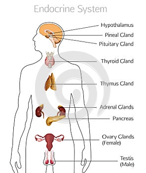 Endocrine System Image