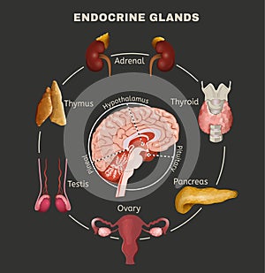 Endocrine System Image