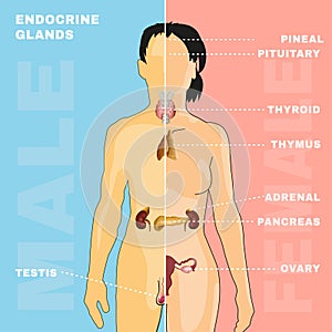 Endocrino sistema imagen 