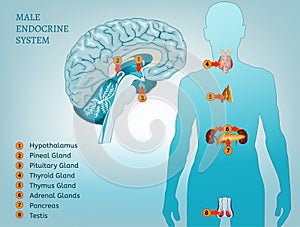 Endocrine System Image photo