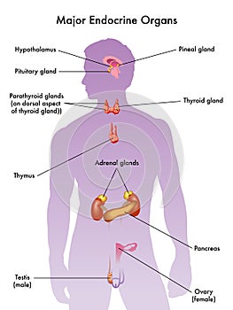 Endocrino sistema 