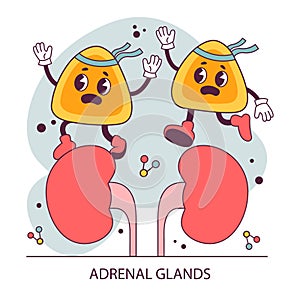 Endocrine system organ. Human gland function. Adrenal gland. Human