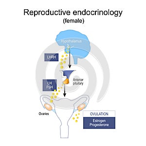 Endocrine system of reproduction and fertility