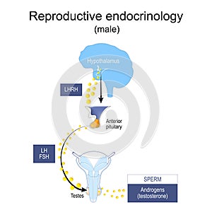 Endocrine system of reproduction and fertility