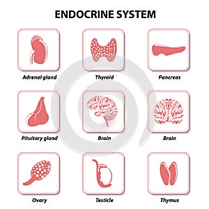 Endocrine system. Set icons