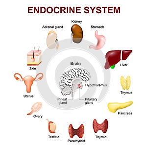 Endocrine system. Set icons