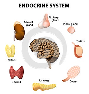 Endocrine system. Set icons photo