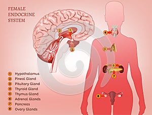 Endocrine System Woman