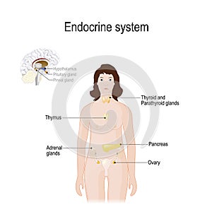 Endocrine system. for woman. Closeup of endocrine glands in a brain