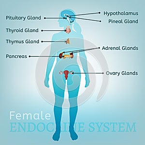 Endocrine System Woman photo