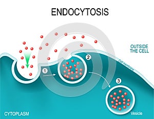 Endocytosis.