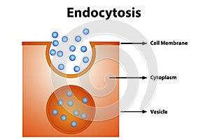 Endocytosis diagram photo