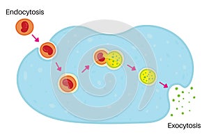 Endocytosis and Exocytosis