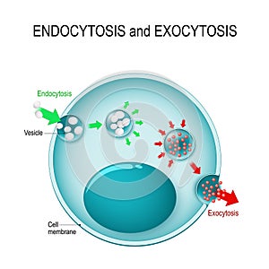 Endocytosis and exocytosis in the cell