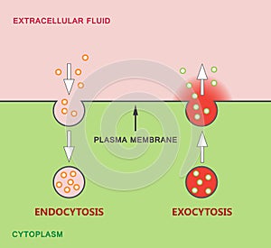 Endocytosis and Exocytosis Diagram photo
