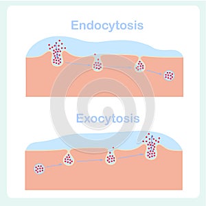 Endocytosis, exocytosis diagrams. Cell transports proteins into,, from cell, scheme photo